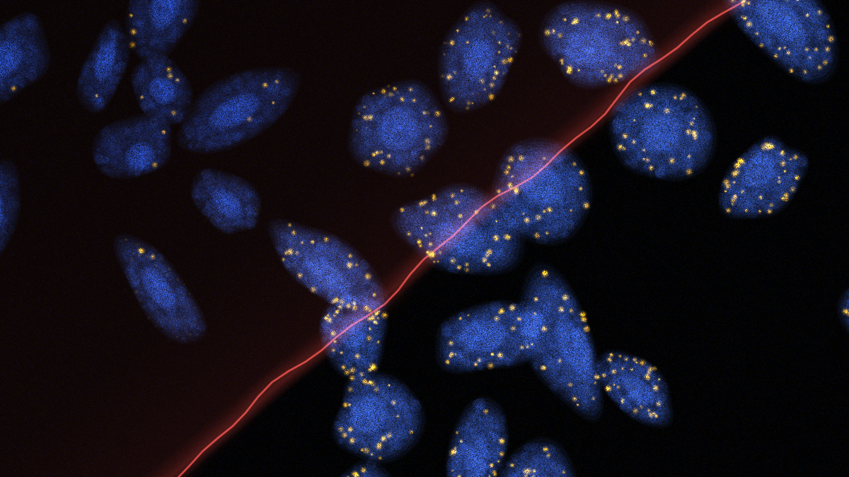 Cover for Effects of Chemical Fixation on Stimulated Raman Scattering Microscopy